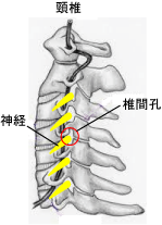 頸椎椎間孔